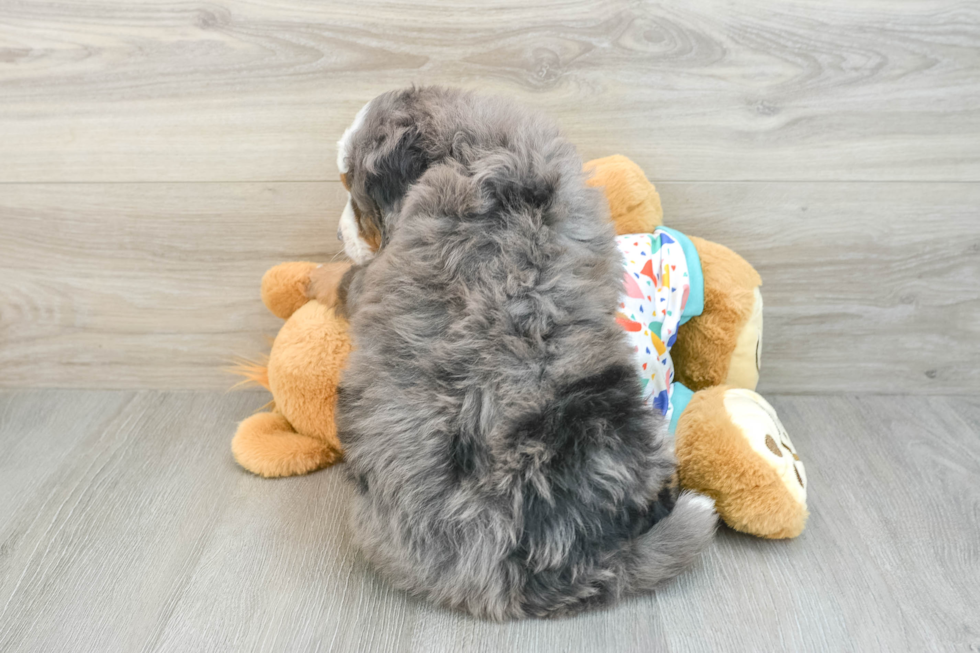 Mini Bernedoodle Pup Being Cute