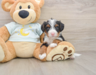 5 week old Mini Bernedoodle Puppy For Sale - Windy City Pups
