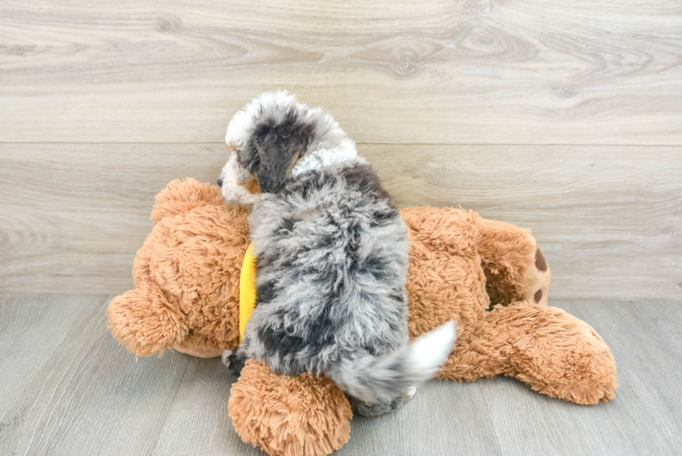 Sweet Mini Bernedoodle Baby