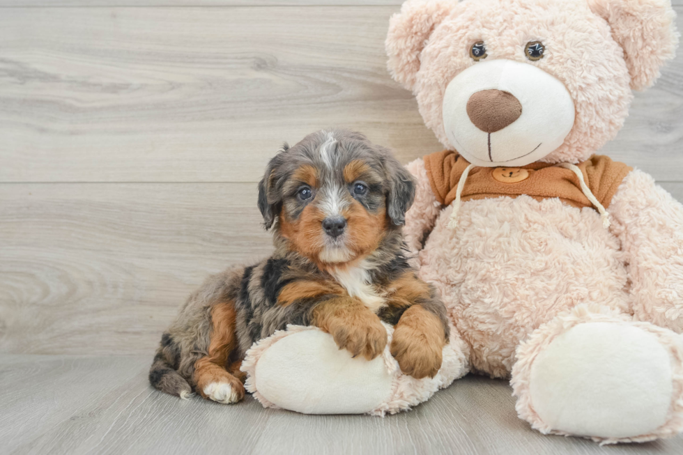 Petite Mini Bernedoodle Poodle Mix Pup