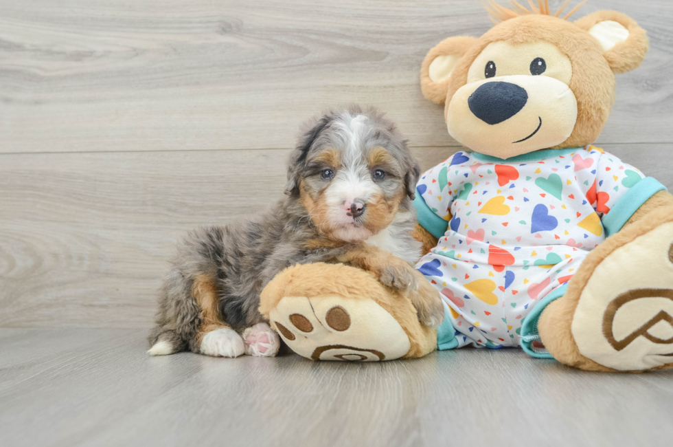 7 week old Mini Bernedoodle Puppy For Sale - Windy City Pups