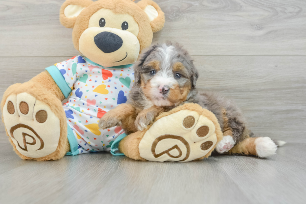 Popular Mini Bernedoodle Poodle Mix Pup