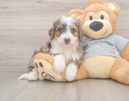 5 week old Mini Bernedoodle Puppy For Sale - Windy City Pups