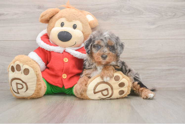 Cute Mini Bernedoodle Baby