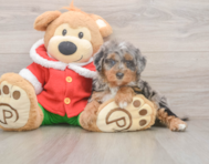 6 week old Mini Bernedoodle Puppy For Sale - Windy City Pups