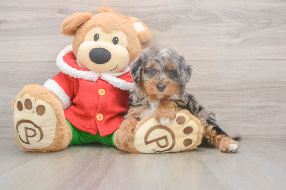 6 week old Mini Bernedoodle Puppy For Sale - Windy City Pups