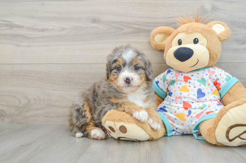 7 week old Mini Bernedoodle Puppy For Sale - Windy City Pups