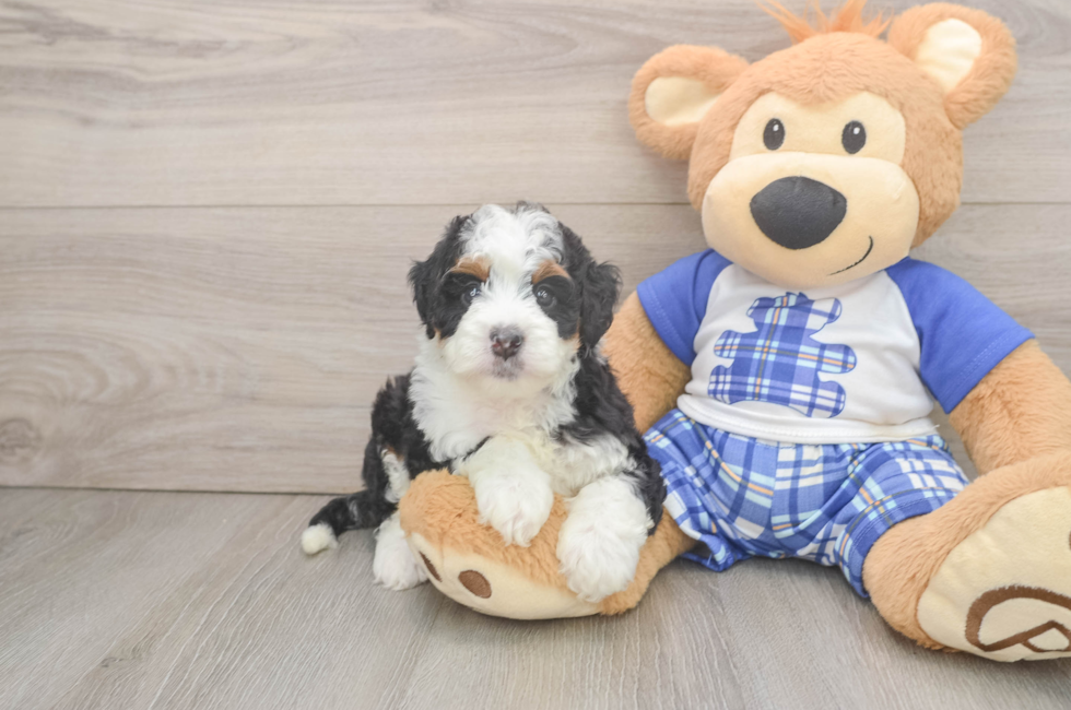 5 week old Mini Bernedoodle Puppy For Sale - Windy City Pups
