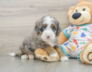 8 week old Mini Bernedoodle Puppy For Sale - Windy City Pups