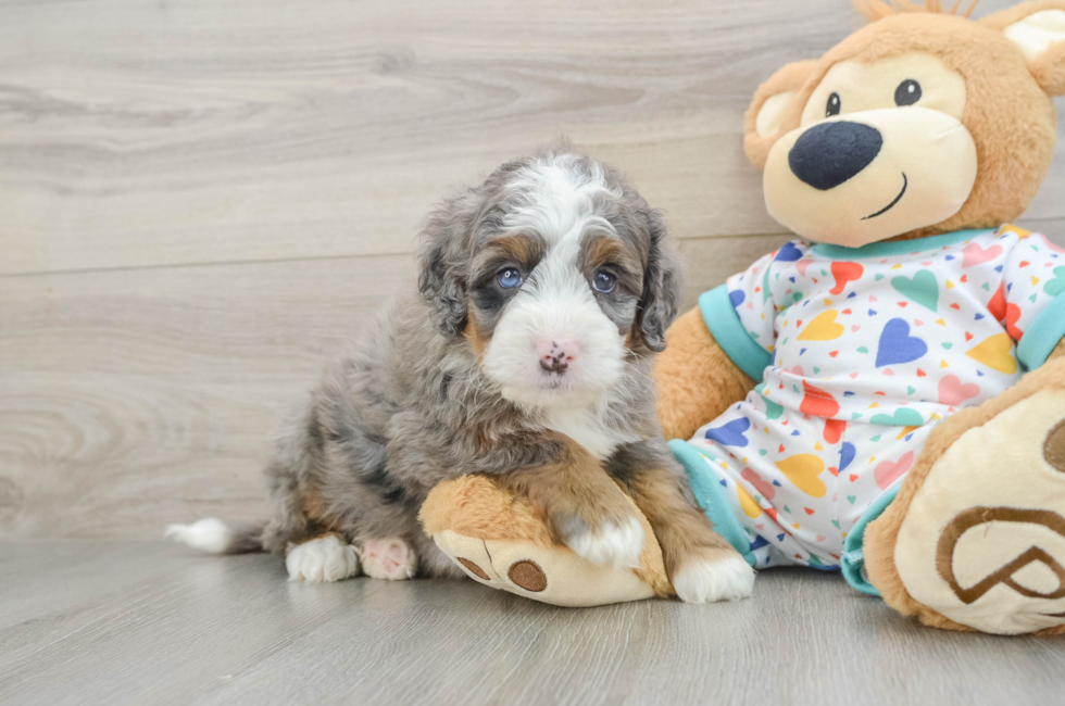 6 week old Mini Bernedoodle Puppy For Sale - Windy City Pups