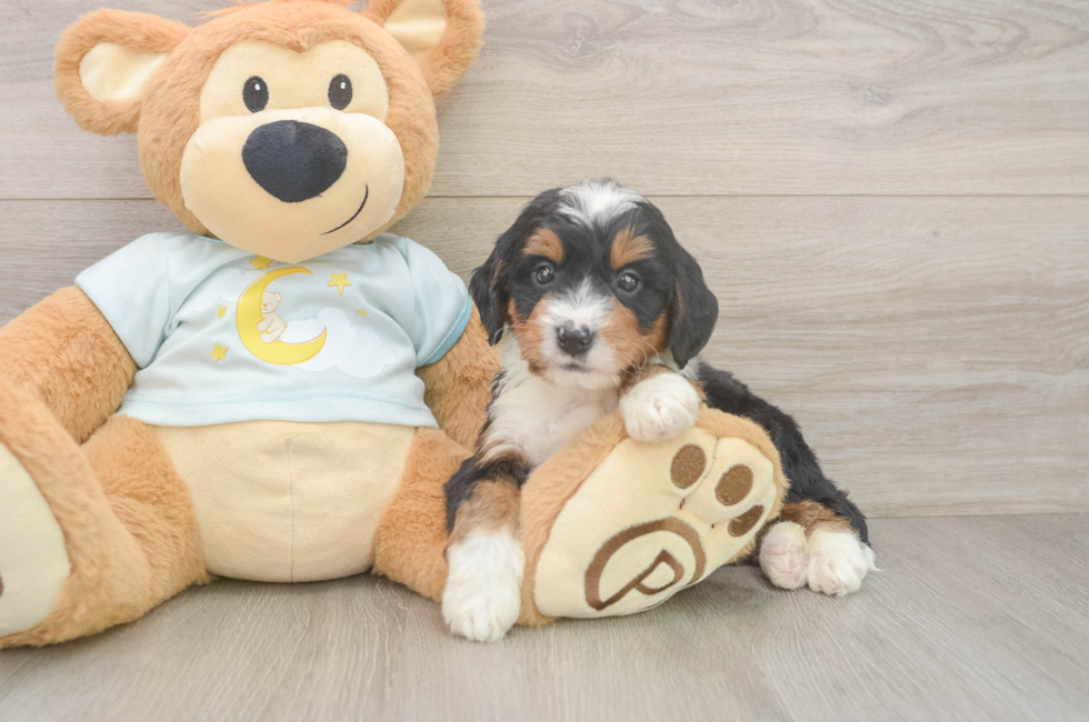 5 week old Mini Bernedoodle Puppy For Sale - Windy City Pups