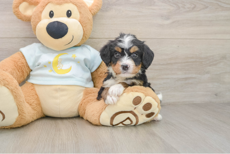 Energetic Bernese Doodle Poodle Mix Puppy