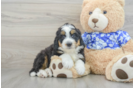 Popular Mini Bernedoodle Poodle Mix Pup