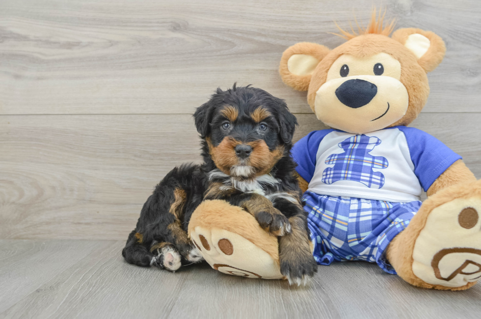 5 week old Mini Bernedoodle Puppy For Sale - Windy City Pups