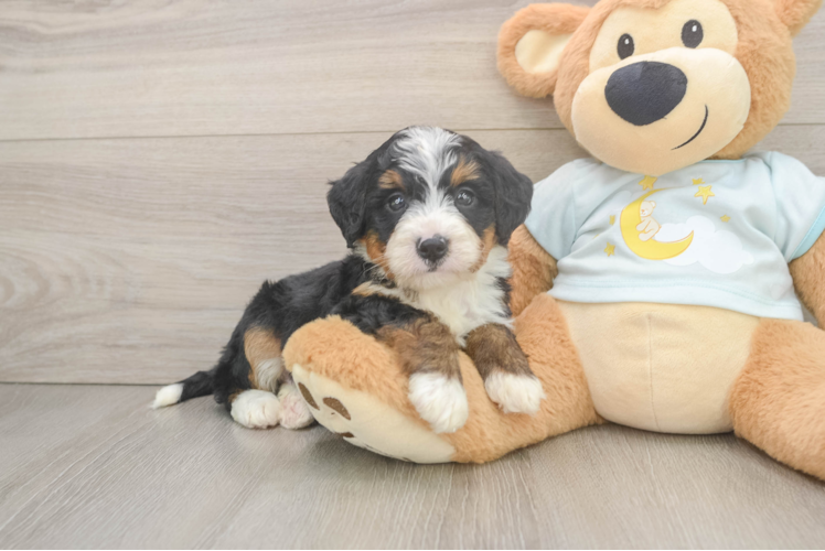 Mini Bernedoodle Pup Being Cute