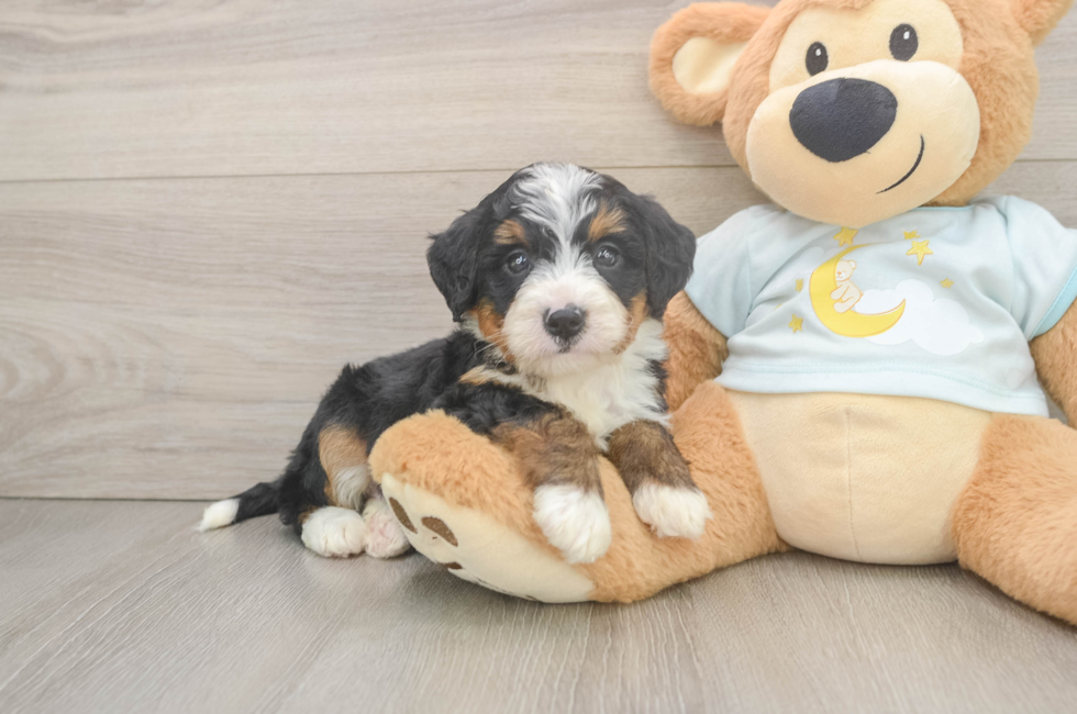 5 week old Mini Bernedoodle Puppy For Sale - Windy City Pups
