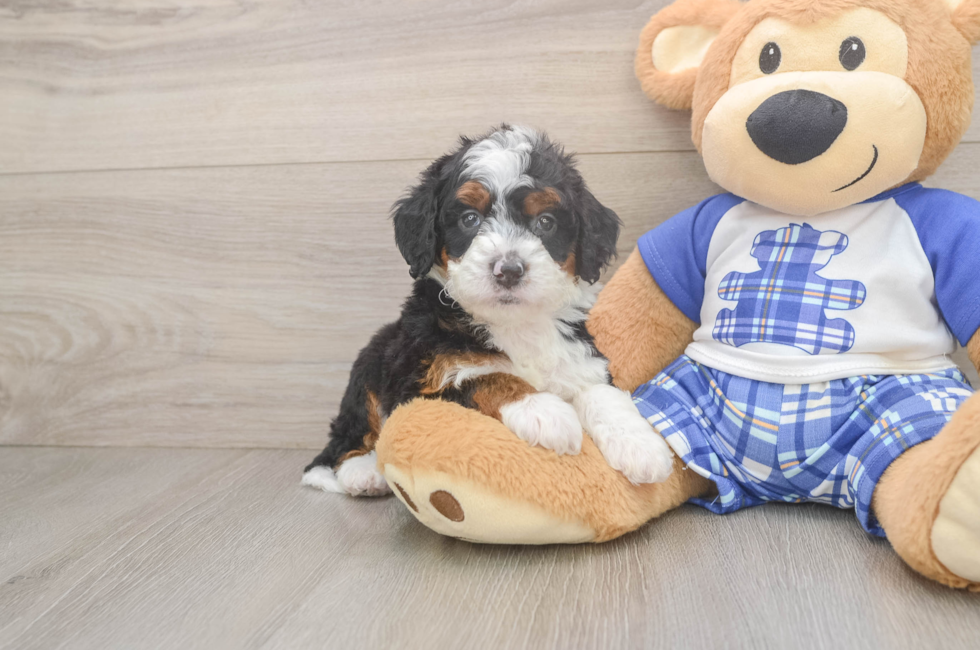 5 week old Mini Bernedoodle Puppy For Sale - Windy City Pups