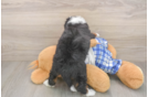 Popular Mini Bernedoodle Poodle Mix Pup