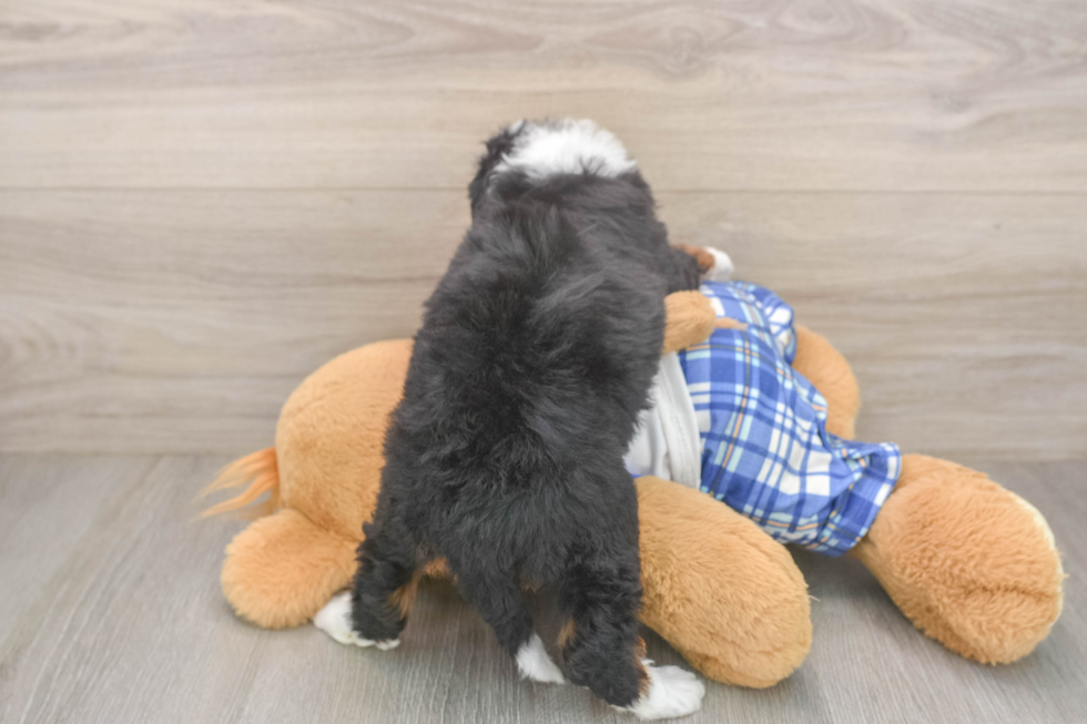 Popular Mini Bernedoodle Poodle Mix Pup