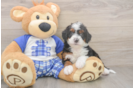 Best Mini Bernedoodle Baby