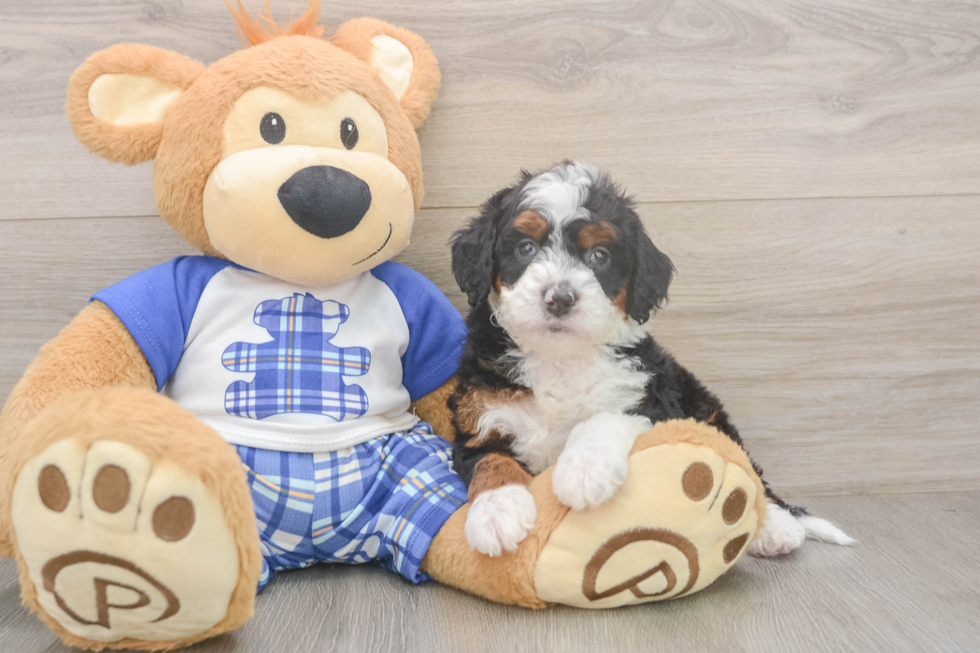 Best Mini Bernedoodle Baby