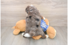 Fluffy Mini Bernedoodle Poodle Mix Pup