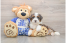 Mini Bernedoodle Puppy for Adoption