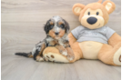 Sweet Mini Bernedoodle Baby