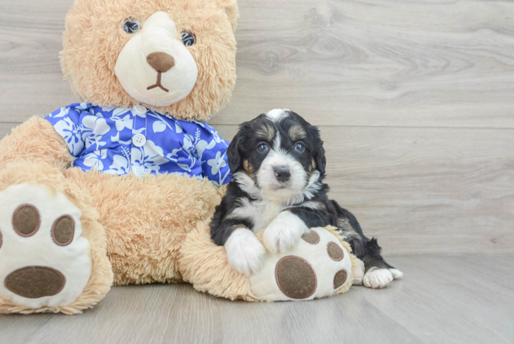 Mini Bernedoodle Pup Being Cute