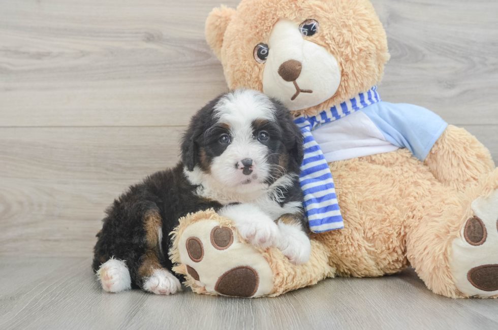 5 week old Mini Bernedoodle Puppy For Sale - Windy City Pups