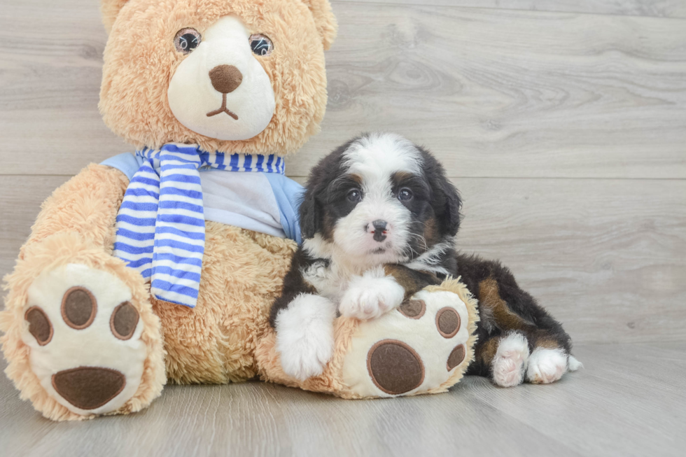 Happy Mini Bernedoodle Baby