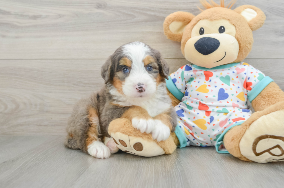6 week old Mini Bernedoodle Puppy For Sale - Windy City Pups