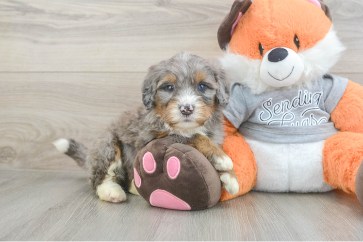 Best Mini Bernedoodle Baby