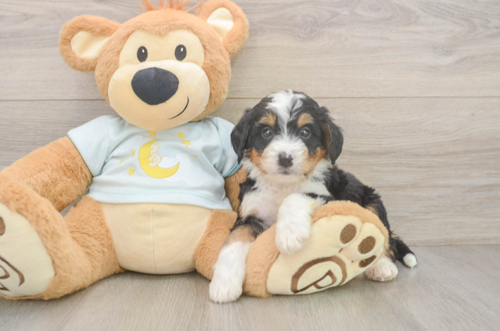 5 week old Mini Bernedoodle Puppy For Sale - Windy City Pups