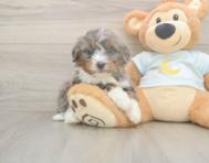 6 week old Mini Bernedoodle Puppy For Sale - Windy City Pups