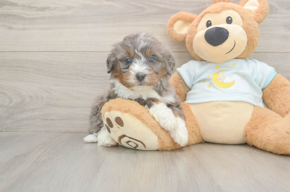 5 week old Mini Bernedoodle Puppy For Sale - Windy City Pups