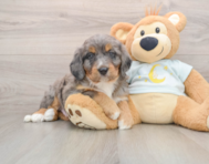 6 week old Mini Bernedoodle Puppy For Sale - Windy City Pups