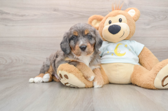 Smart Mini Bernedoodle Poodle Mix Pup