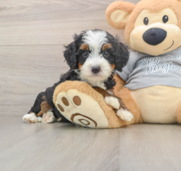 6 week old Mini Bernedoodle Puppy For Sale - Windy City Pups
