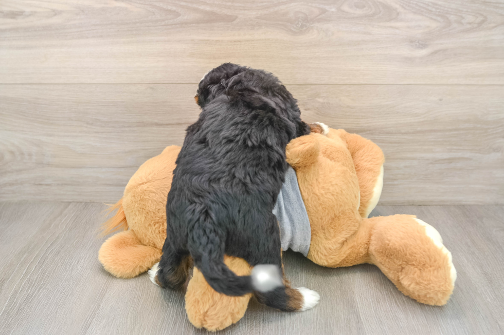 Small Mini Bernedoodle Baby