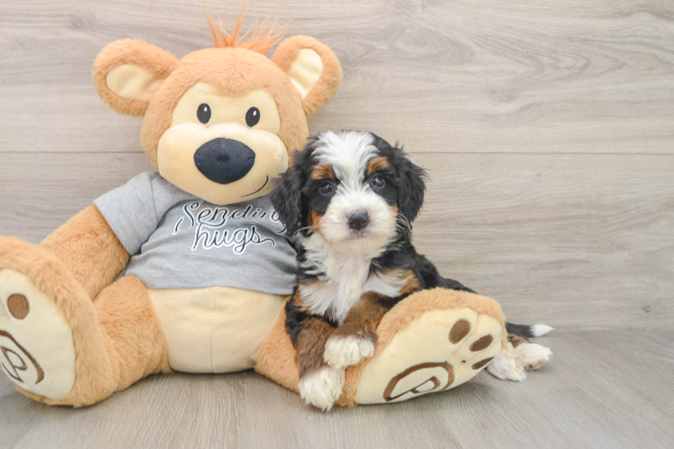 Energetic Mini Bernese Poodle Poodle Mix Puppy