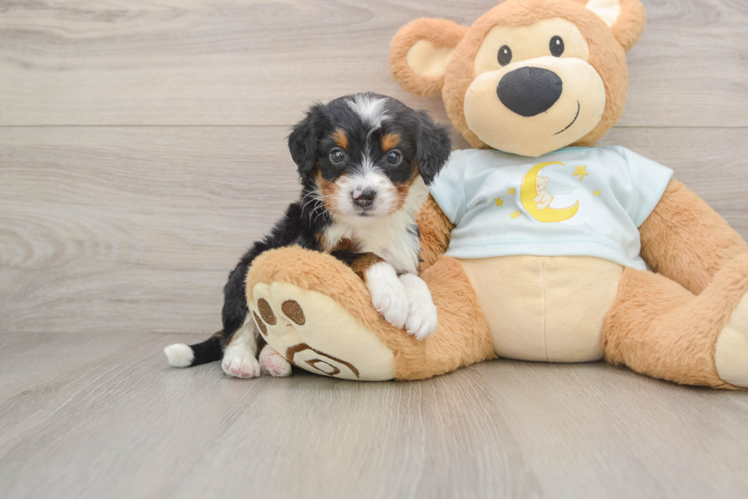 Mini Bernedoodle Pup Being Cute