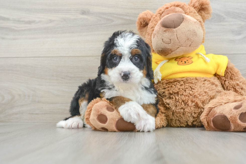 Popular Mini Bernedoodle Poodle Mix Pup