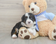 6 week old Mini Bernedoodle Puppy For Sale - Windy City Pups