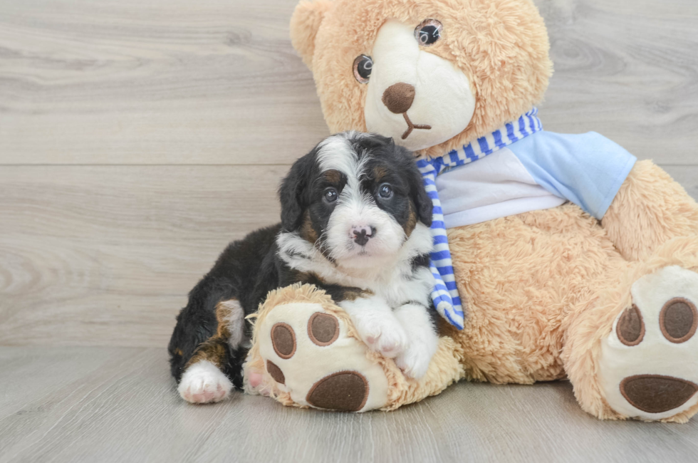 5 week old Mini Bernedoodle Puppy For Sale - Windy City Pups