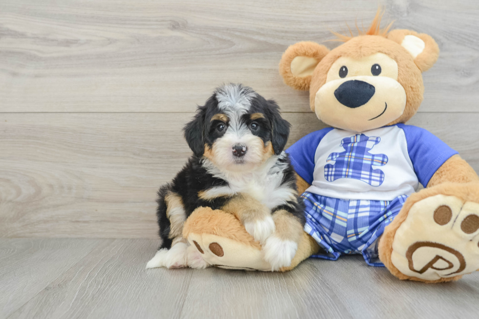 Mini Bernedoodle Pup Being Cute