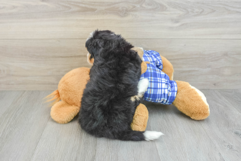 Smart Mini Bernedoodle Poodle Mix Pup