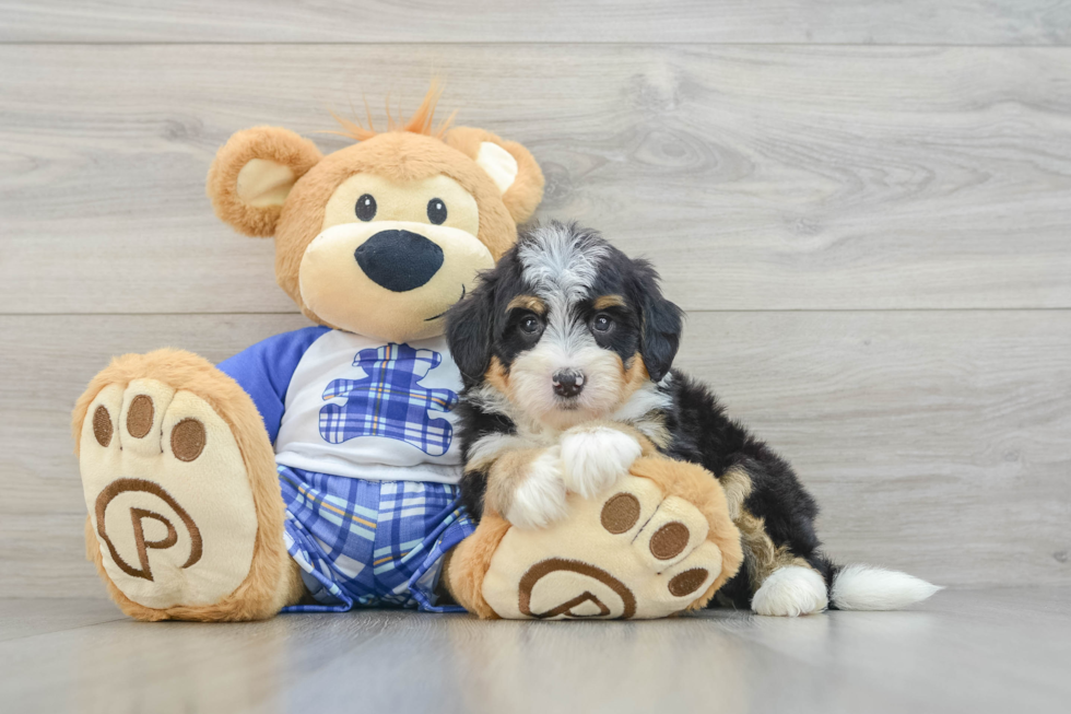 Sweet Mini Bernedoodle Baby