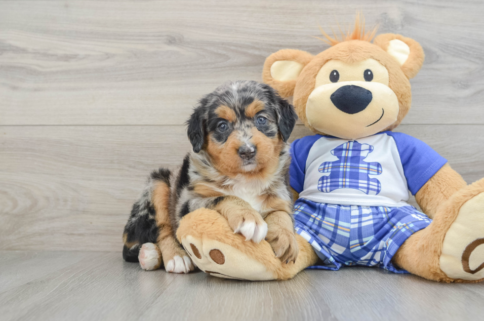 5 week old Mini Bernedoodle Puppy For Sale - Windy City Pups