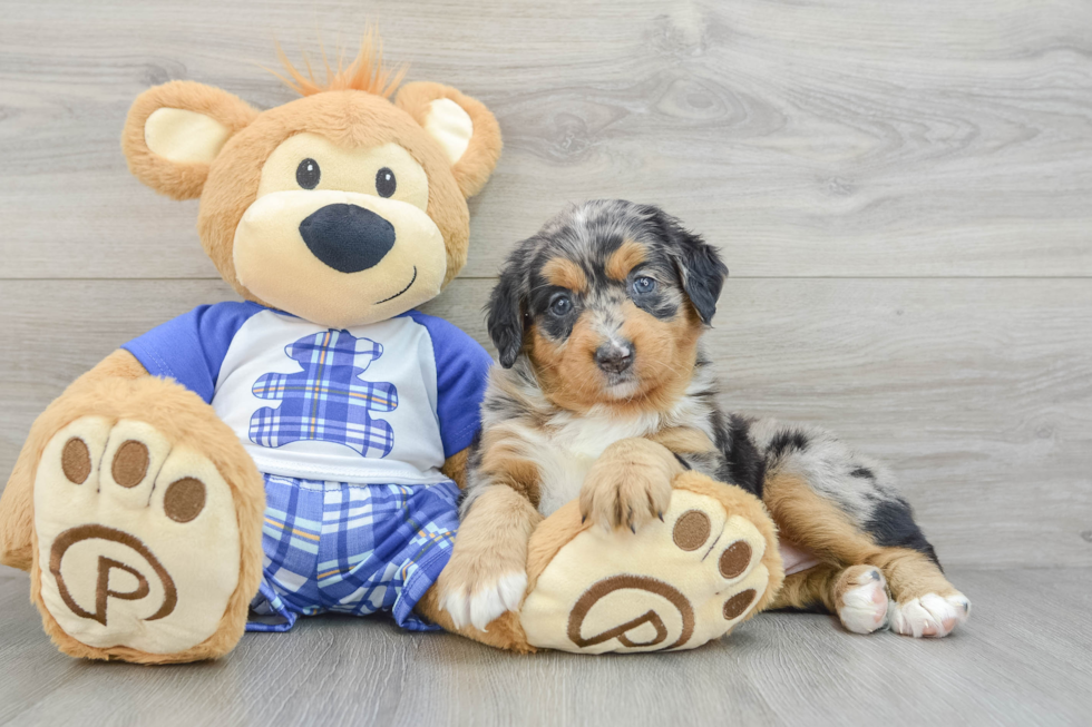 Petite Mini Bernedoodle Poodle Mix Pup